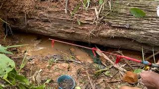 TERPENDAM TANAH SELAMA RATUSAN TAHUN DI BAWAH KAYU INI JADI RUMAH IKAN LELE DAN LEMBAT…