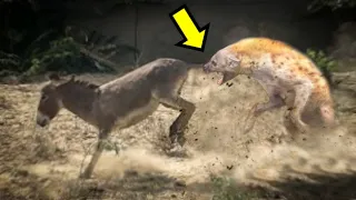 BURRO ANIQUILA A UNA HIENA | La ley del más fuerte. 🐴🐶🦊
