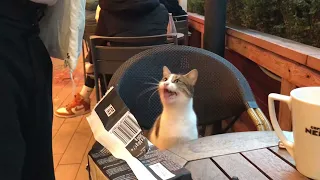 Aç kedi kafede ağlıyor! Genç adamın yaptığına bakın