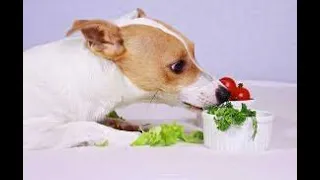 💋 LU ĂN RAU CHẤM CHÁO 😆 | Thánh Lồng Tiếng