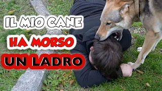 IL CANE MI SALVA DAL LADRO - tratto da una storia vera