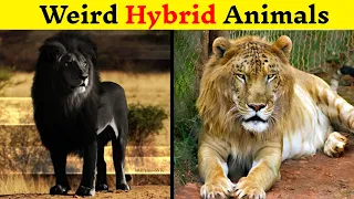 दुनिया के सबसे अजीब हाइब्रिड जानवर | 10 Most Amazing Hybrid Animals That Actually Exist