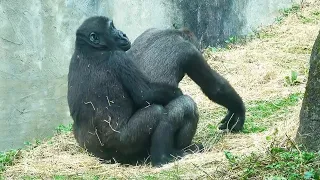 Ringo Loves Hugging His Big Brother Jabali 🥰🦍林戈喜歡抱著哥哥呷百二😆😆
