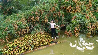 Amazing harvesting millions of fruits lychee - Use 4-Wheeled Truck Transport Many lychee To Sell