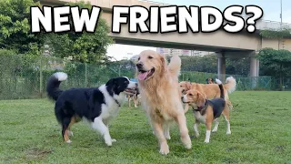 My GOLDEN RETRIEVER Made So Many New Friends! (She Had THE BEST Day 🐾❤️)