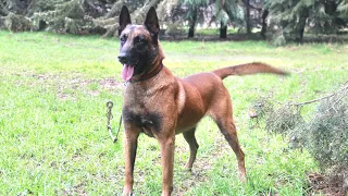 Köpeklerde Koruma Eğitimi Nasıl Olmalı? | Gama Neredeyse Isırıyordu 😁