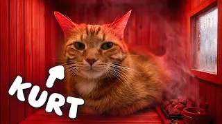 Cats Love Heat, so I Made my Cats Really Happy