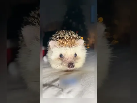 Самые удивительные видео снятые пользователями сети