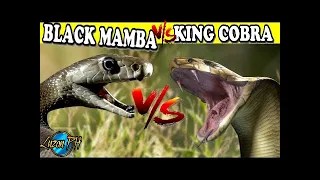 BLACK MAMBA VS KING COBRA Sino kaya ang Mananalo?