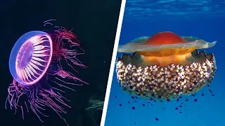 MEDUSAS mas EXTRAÑAS e INCREIBLES del mundo