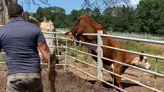 Quick-thinking rescuers use a tractor to safely free a cow trapped after an attempt to jump a fence