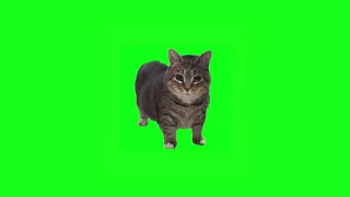 W&W - OIIA OIIA (Spinning Cat)