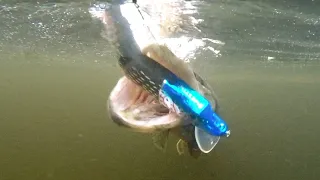 A pike and a lure, underwater attacks 👌