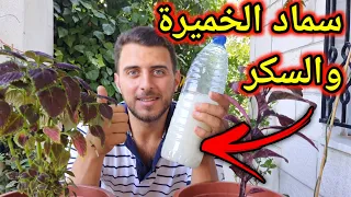 هل سماد الخميرة حقاً يفيد نباتك ؟!