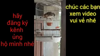 Chú chim bồ chao hót tiếng lạ chưa từng thấy