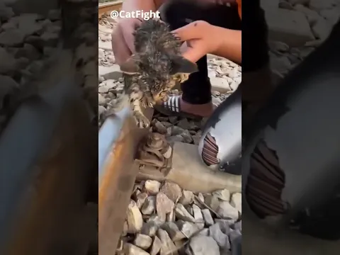 A Tiny Cute Kitten Was Lying Ont The Train Track Without any food and water! They Luckily Saved Her!