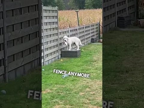 Dog Waiting For Her Best Friend To Come Back 🥺