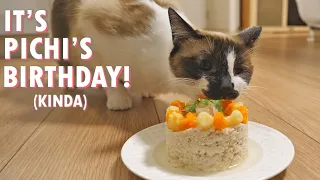 Making a birthday cake for our cat!