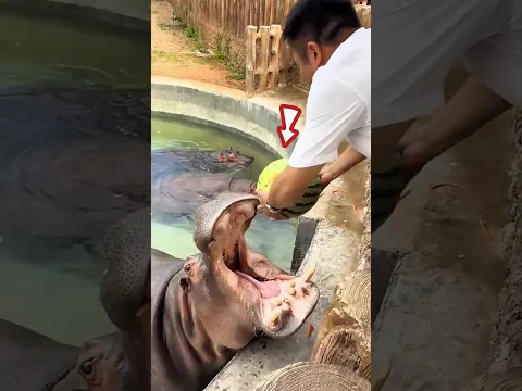 2000 taka fine for hippo🦛 #shorts