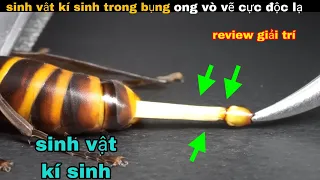 Sinh vật "Kí Sinh" trong bụng ong vò vẽ cực độc lạ của anh bảy || review giải trí đời sống