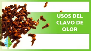 BENEFICIOS del CLAVO de OLOR 💚 (Propiedades, Para qué sirve y Cómo tomarlo)