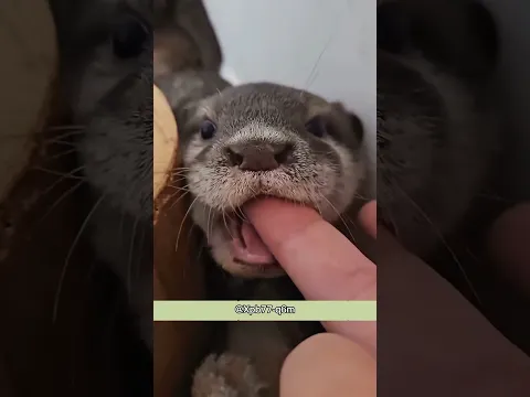 He Thought It Was a Pet Otter… But It Almost Ate Him! 😂🦦