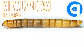 Mealworm Timelapse - Macro Time Lapse