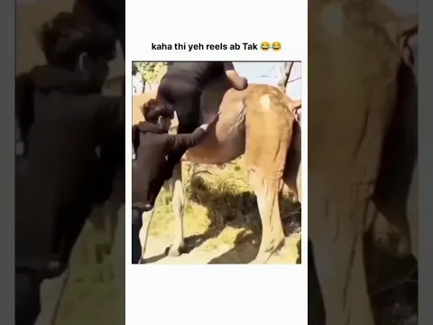 Bro Won... But At What Cost? 💀 #ytshorts #funny #love #memes #shorts #trendingshorts #shortvideo