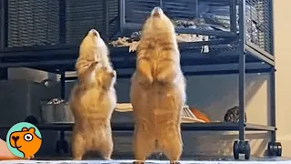 Two Prairie Dogs Yahoo For Cuddles And Climb Everywhere | Cuddle Buddies
