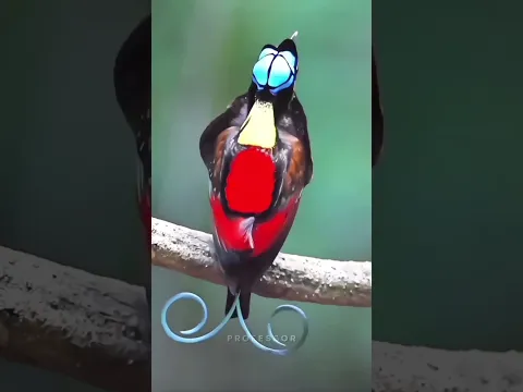 Which bird do you think is the most beautiful? 🐦😍 Comment below👇#Birds #Nature