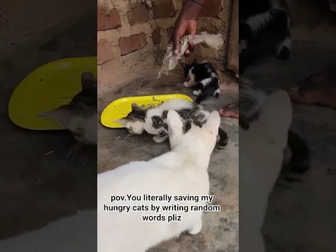 pov.shelter #help #catrescue #foryoupage #fyp #foryou #kitten #cat #lucy #animals #shorts ♥️