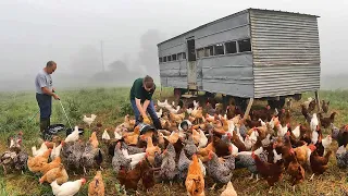 Something for Everyone! Morning Chores, Sickle Bar Mowing, and a New Direction for the Farmall MD