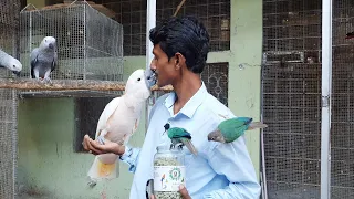 Surprising New Home For Manka The Moluccan Cockatoo / Best Bird Cage House For Keeping At Home.