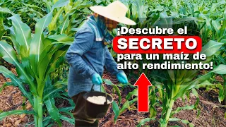 🌽 ¿Cuántas veces hay que ABONAR el MAÍZ?