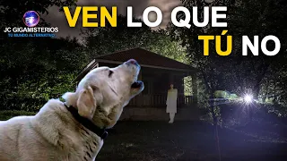 12 COSAS que los PERROS son CAPACES de VER y SENTIR pero TÚ NO