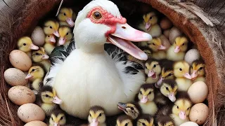 Amazing! Muscovy Ducklings Hatch From Eggs in The Nest With Duck Mom #survivalfarm