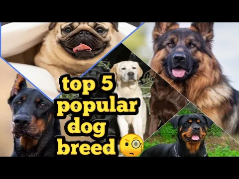 TOP 5 Most POPULAR Dog Breeds in the World ||POPULAR DOG BREED