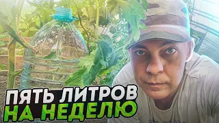 КАПЕЛЬНЫЙ ПОЛИВ ИЗ ПЛАСТИКОВОЙ БУТЫЛКИ И ВАТНОЙ ПАЛОЧКИ / БУТЫЛОЧНО-КАПЕЛЬНЫЙ ПОЛИВ #garden