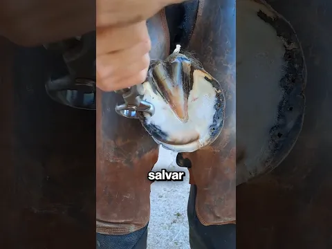 Restauración Satisfactoria de Herraduras 🥺