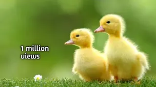 #12🔴SERUNYA BEBEK MAIN SELUNCURAN