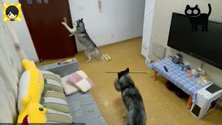Videos que no tiene explicación de animales actuando como humanos #mascotas