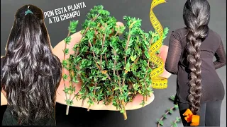 PON ESTA PLANTA EN TU CHAMPU🌿🍀🌱 Acelerará el crecimiento del cabello y tratará la calvicie