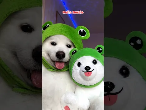 Send this to your Best Friend‼️ #funny #puppy #cute #dogsofinstagram #tiktok #dogshorts ib:adrioxas