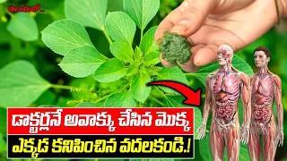 డాక్టర్లనే అవాక్కు చేసిన మొక్క ! లక్షలు ఖర్చు పెట్టినా నయం కాని రోగాల్ని చిటికెలో నయం చేస్తుంది