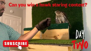 TRAINING A WILD COOPER’S HAWK, DAY TWO! She is moving right along through training!