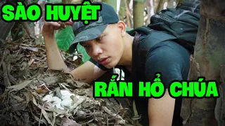 Sự Thật Về Rắn Hổ Chúa Biết Xây Tổ Và Bảo Vệ Trứng | King Cobra's Nest