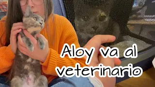 Aloy va al veterinario (Esterilización)
