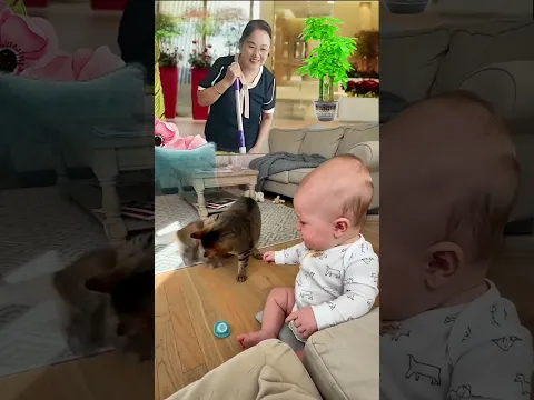 baby playing with cat 😂 아기 거 뺏어간 아기 고양이, 엄마 고양이가 바로 회수 완료 😆💖💜