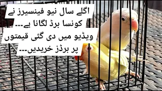 اگلے سال نیو فینسیرز نے کونسا برڈ لگانا ہے۔۔۔ ویڈیو میں دی گئی قیمتوں پر برڈز خریدیں۔۔۔