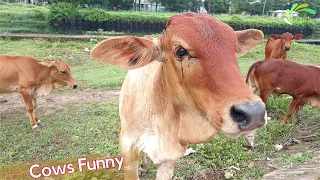 Cows Funny Cute Video 🔴 Cute and Funny Cow sound Videos Compilation